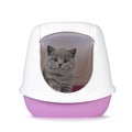 British Shorthair cat kitten on white background