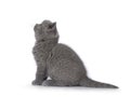 British Shorthair cat kitten on white background Royalty Free Stock Photo