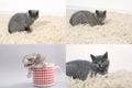 Cat with kittens on traditional rug, grid 2x2, screen split in four parts Royalty Free Stock Photo
