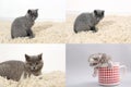 Cat with kittens on traditional rug, grid 2x2, screen split in four parts Royalty Free Stock Photo