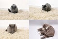 Cat with kittens on traditional rug, grid 2x2, screen split in four parts Royalty Free Stock Photo