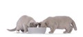 British Shorthair kittens on white background