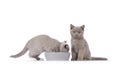 British Shorthair kittens on white background