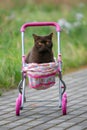 British Shorthair cat laying in colourful baby stroller outdoors. Playful domestic cat sitting in a trolley outside