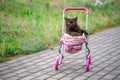 British Shorthair cat laying in colourful baby stroller outdoors. Playful domestic cat sitting in a trolley outside