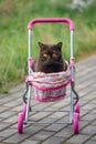 British Shorthair cat laying in colourful baby stroller outdoors. Playful domestic cat sitting in a trolley outside