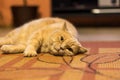 British shorthair cat is lazy lying on the carpet. Domestic adorable cat relaxation.