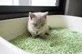 The British Shorthair cat, lilac color, cute and beautiful kitten, sitting in a tray with a green cat litter, was intending to pus Royalty Free Stock Photo