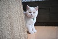 British Shorthair cat, lilac color and orange eyes, cute and beautiful kitten, are playing naughty Royalty Free Stock Photo
