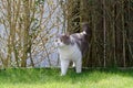 British shorthair cat in lilac coming from the hedge