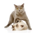 British shorthair cat and little kitten. on white Royalty Free Stock Photo