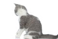 British shorthair cat looking away from the camera Royalty Free Stock Photo
