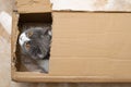 british shorthair cat looking out from the slot of a carton box