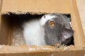 British shorthair cat looking out from the slot of a carton box