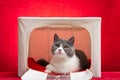 British shorthair cat lying in her cattery