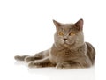 British shorthair cat lying. isolated on white background