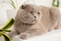 British Shorthair cat lying on white table. Royalty Free Stock Photo