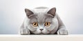 British Shorthair cat lying on white table Royalty Free Stock Photo