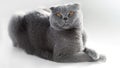 British Shorthair cat lying on white table. A beautiful cat advertises food. Purebred Briton sits on isolation, legs crossed. Royalty Free Stock Photo