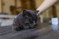 British Shorthair cat lying on white table. A beautiful cat advertises food. Purebred Briton sits on isolation, legs Royalty Free Stock Photo