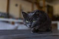 British Shorthair cat lying on white table. A beautiful cat advertises food. Purebred Briton sits on isolation, legs Royalty Free Stock Photo