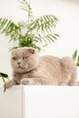 British Shorthair cat lying on white table. Royalty Free Stock Photo