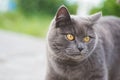 British Shorthair cat lying on white table. Copy-space Royalty Free Stock Photo