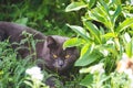 British Shorthair cat lying on white table. Copy-space Royalty Free Stock Photo