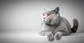 British Shorthair cat lying on white table. Copy-space Royalty Free Stock Photo