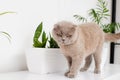 British Shorthair cat lying on white table. Looking at copy-space. Banner. Royalty Free Stock Photo