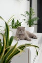 British Shorthair cat lying on white table. Looking at copy-space. Banner. Royalty Free Stock Photo