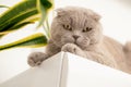 British Shorthair cat lying on white table. Looking at copy-space. Banner. Royalty Free Stock Photo