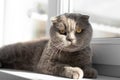 British Shorthair cat lying on white table. Looking at copy-space. Banner Royalty Free Stock Photo