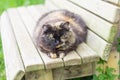 British Shorthair cat lying on white table. Looking at copy-space. Banner Royalty Free Stock Photo