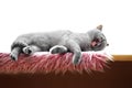 British shorthair cat Royalty Free Stock Photo