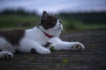 British Shorthair Cat lying on wooden footbridge