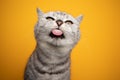 british shorthair cat making funny face sticking out tongue naughty