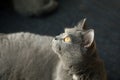 British Shorthair cat with orange eyes, cute face, close-up view Royalty Free Stock Photo