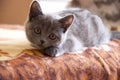 British Shorthair cat is playing on the bad and looking forward Royalty Free Stock Photo