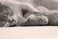 British Shorthair cat portrait isolated Royalty Free Stock Photo