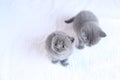 British Shorthair cat portrait isolated, cute face Royalty Free Stock Photo