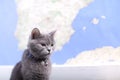British Shorthair cat portrait, isolated Royalty Free Stock Photo