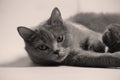 British Shorthair cat portrait isolated Royalty Free Stock Photo