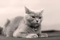 British Shorthair cat portrait, isolated Royalty Free Stock Photo