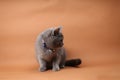 British Shorthair cat portrait isolated Royalty Free Stock Photo