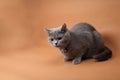 British Shorthair cat portrait isolated Royalty Free Stock Photo