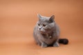 British Shorthair cat portrait isolated Royalty Free Stock Photo