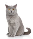 British Shorthair cat portrait Royalty Free Stock Photo
