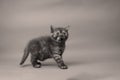 British Shorthair cat portrait, white background, Royalty Free Stock Photo