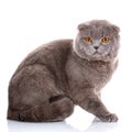 British Shorthair cat portrait on white Royalty Free Stock Photo